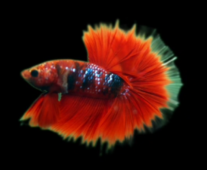 S059 Live Betta Fish Male High Quality Over Halfmoon Rosetail Skyhawk Red Koi Galaxy (MKP-466) What you see is what you get!