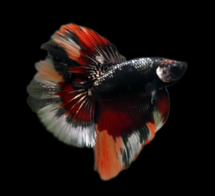 Live Betta Fish Male High Quality Over Halfmoon Black Copper (MKP-468) What you see is what you get!