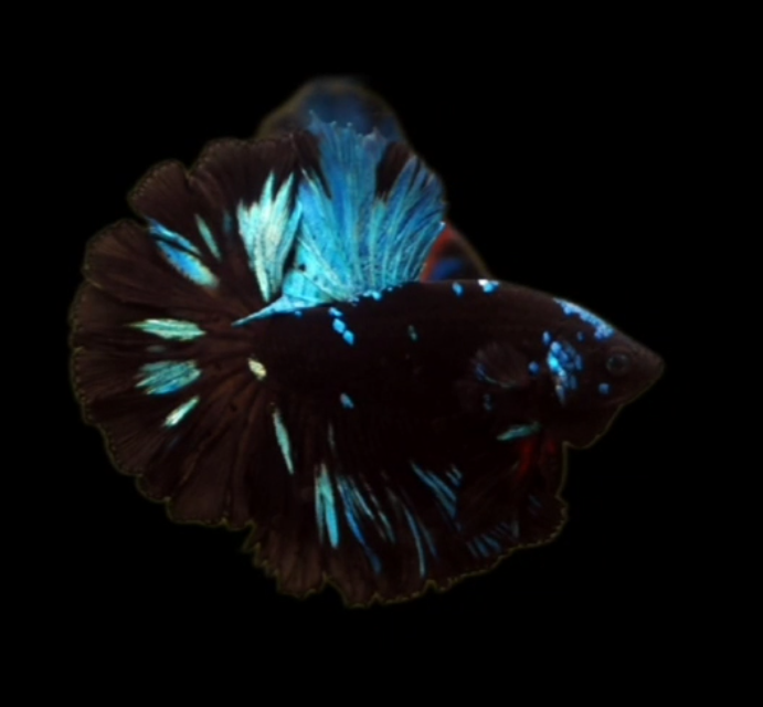 Live Betta Fish Male High Quality Over Halfmoon Black Blue Neon (MKP-469) What you see is what you get!