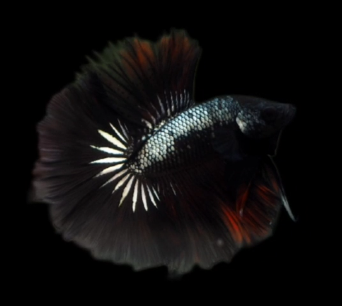 S047 Live Betta Fish Male High Quality Over Halfmoon Black Copper (MKP-470) What you see is what you get!