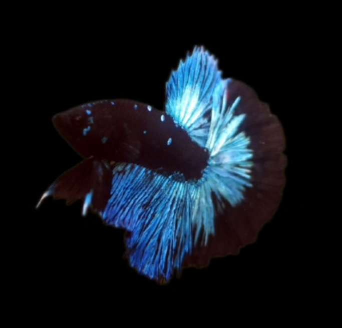 Live Betta Fish Male High Quality Over Halfmoon Black Blue Neon (MKP-471) What you see is what you get!