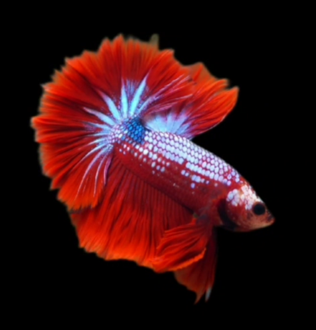 S040 Live Betta Fish Male High Quality Over Halfmoon Red Fancy (MKP-472) What you see is what you get!