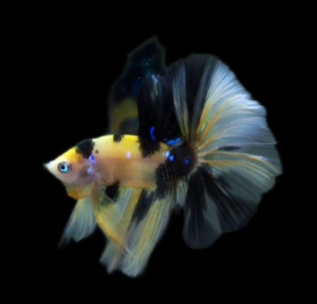 Live Betta Fish Male High Quality Over Halfmoon Yellow Tiger (MKP-474) What you see is what you get!
