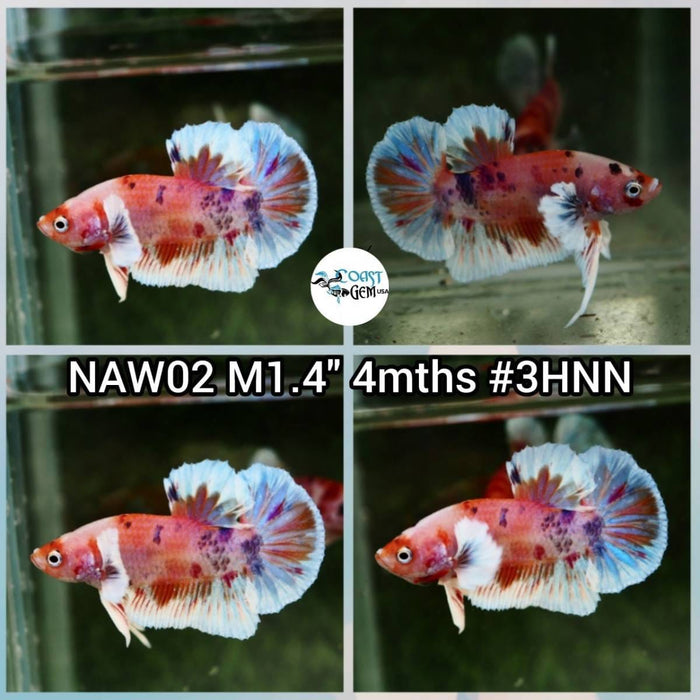 Live Betta Fish Male Plakat High Grade (NAW-002) What you see is what you get!