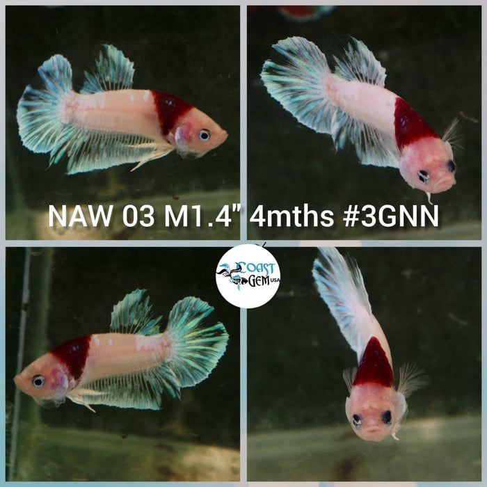 X Live Betta Fish Male Plakat High Grade (NAW-003) What you see is what you get!