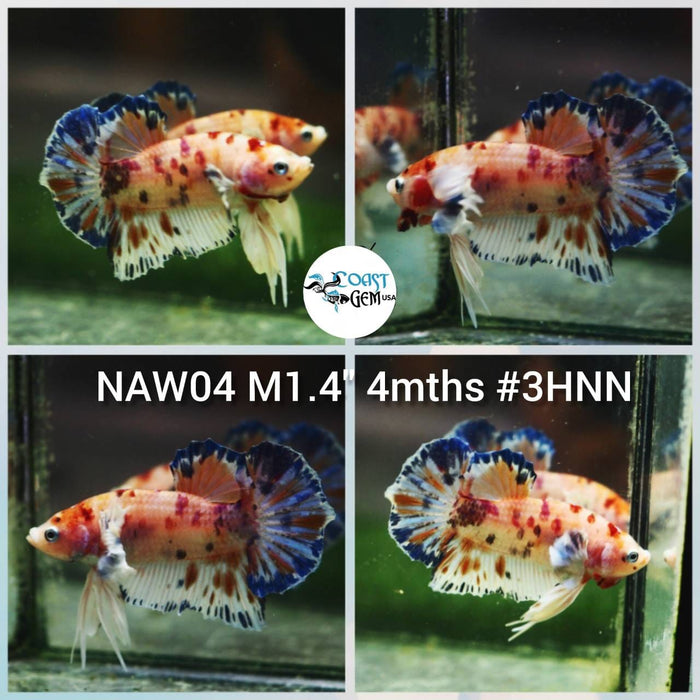 Live Betta Fish Male Plakat High Grade (NAW-004) What you see is what you get!