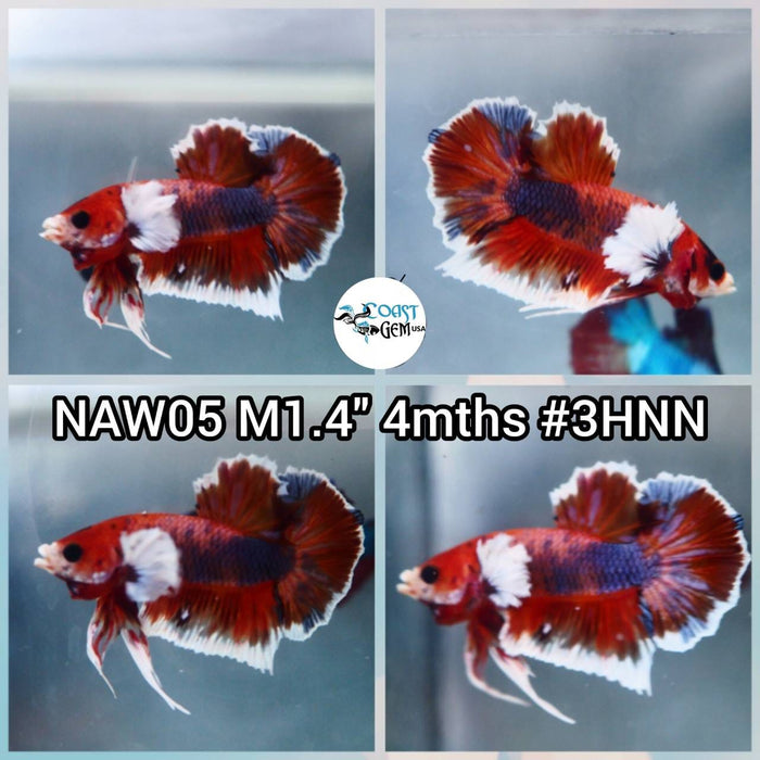 Live Betta Fish Male Plakat High Grade (NAW-005) What you see is what you get!