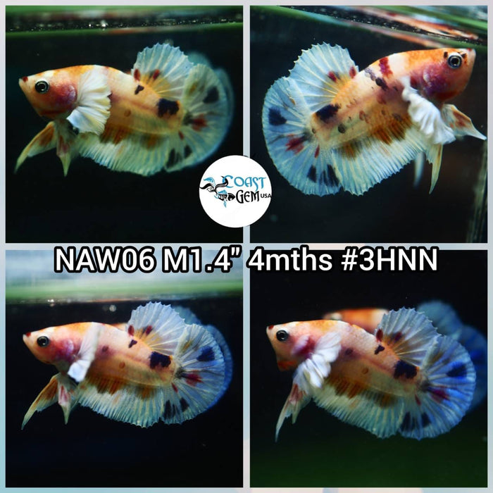 Live Betta Fish Male Plakat High Grade (NAW-006) What you see is what you get!
