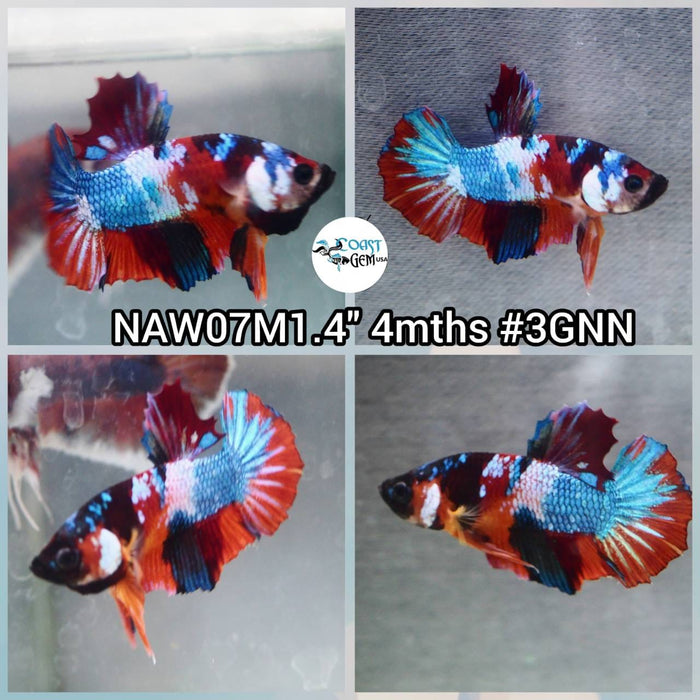 Live Betta Fish Male Plakat High Grade (NAW-007) What you see is what you get!