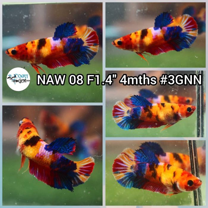 X Live Betta Fish Female Plakat High Grade (NAW-008) What you see is what you get!