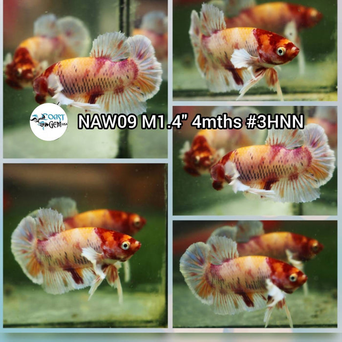 Live Betta Fish Male Plakat High Grade (NAW-009) What you see is what you get!