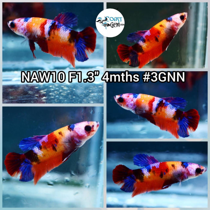 X Live Betta Fish Female Plakat High Grade (NAW-010) What you see is what you get!