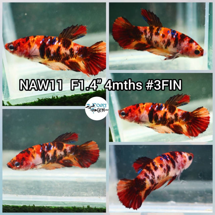 X Live Betta Fish Female Plakat High Grade (NAW-011) What you see is what you get!