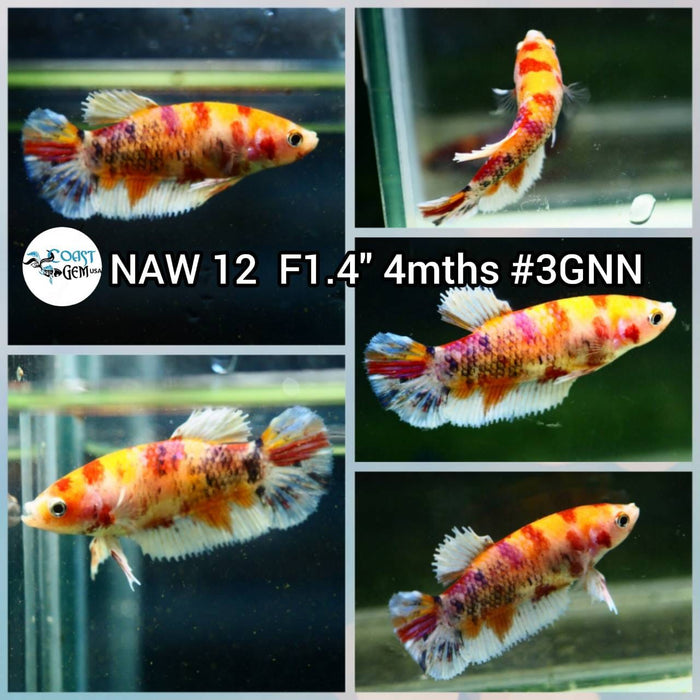 Live Betta Fish Female Plakat High Grade (NAW-012) What you see is what you get!