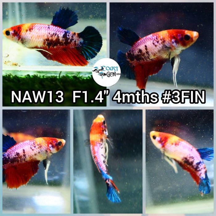 Live Betta Fish Female Plakat High Grade (NAW-013) What you see is what you get!