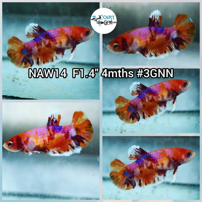 Live Betta Fish Female Plakat High Grade (NAW-014) What you see is what you get!