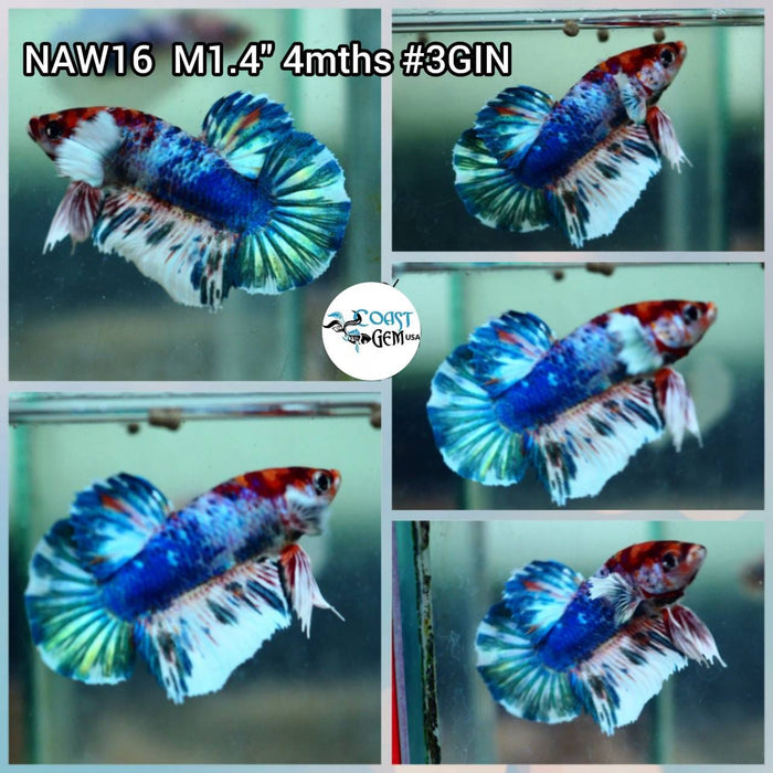 X Live Betta Fish Male Plakat High Grade (NAW-016) What you see is what you get!