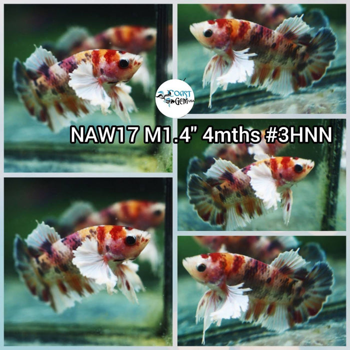 Live Betta Fish Male Plakat High Grade (NAW-017) What you see is what you get!
