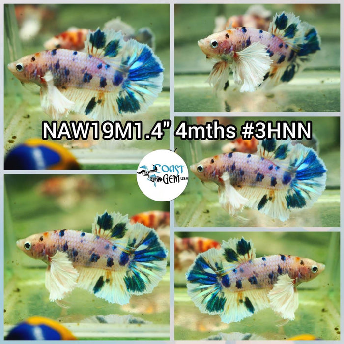 Live Betta Fish Male Plakat High Grade (NAW-019) What you see is what you get!