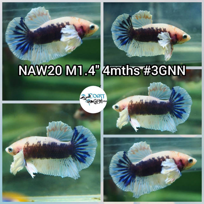 Live Betta Fish Male Plakat High Grade (NAW-020) What you see is what you get!