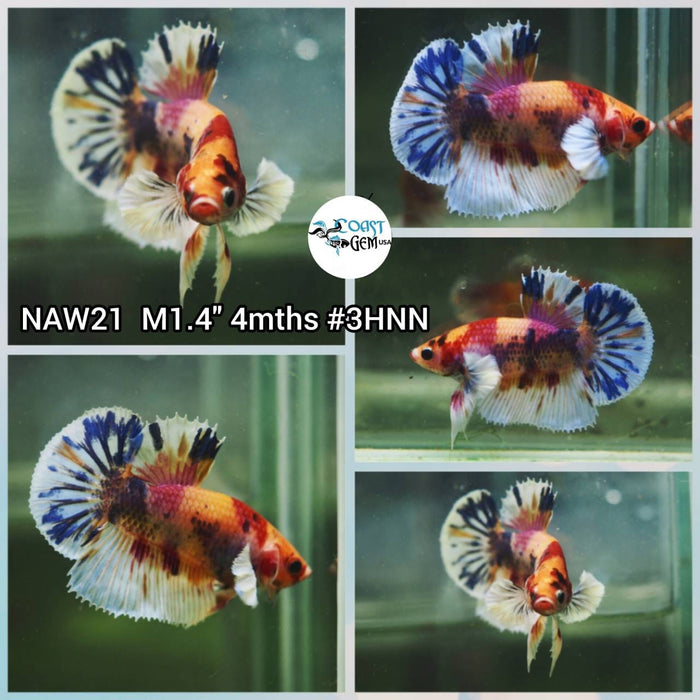 Live Betta Fish Male Plakat High Grade (NAW-021) What you see is what you get!