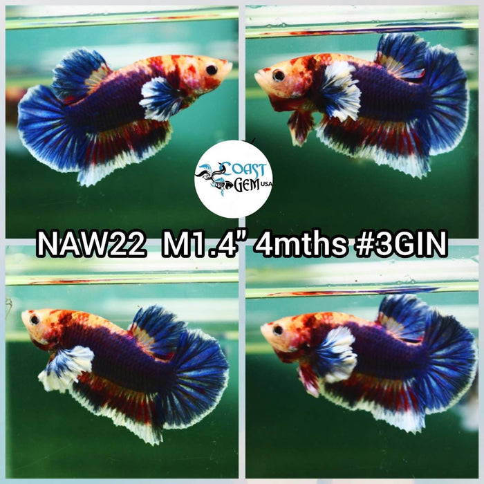 Live Betta Fish Male Plakat High Grade (NAW-022) What you see is what you get!