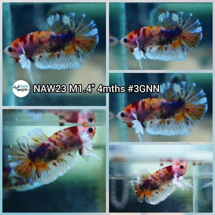 Live Betta Fish Male Plakat High Grade (NAW-023) What you see is what you get!