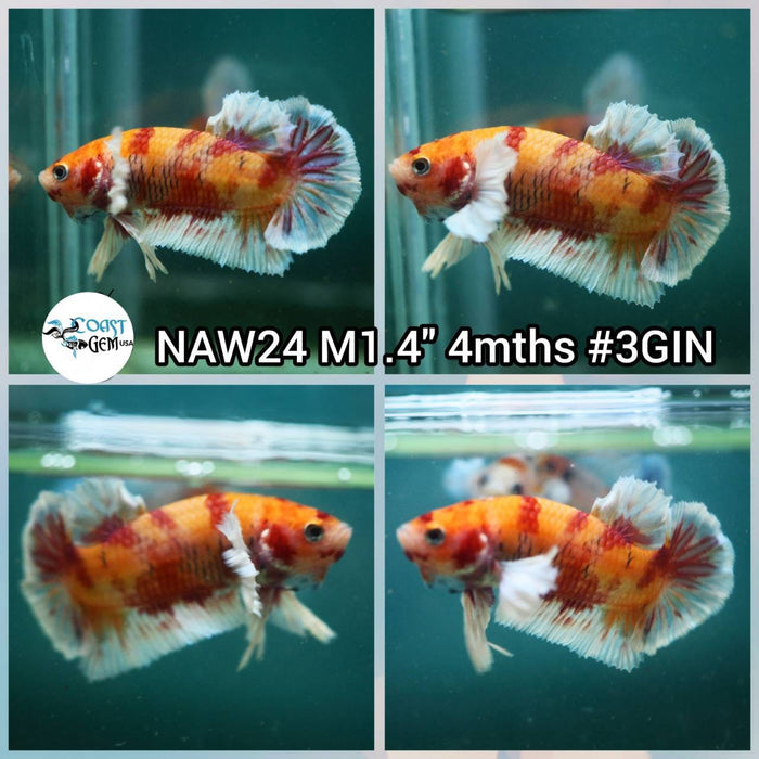 Live Betta Fish Male Plakat High Grade (NAW-024) What you see is what you get!
