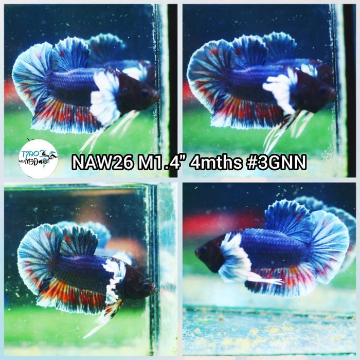 Live Betta Fish Male Plakat High Grade (NAW-026) What you see is what you get!