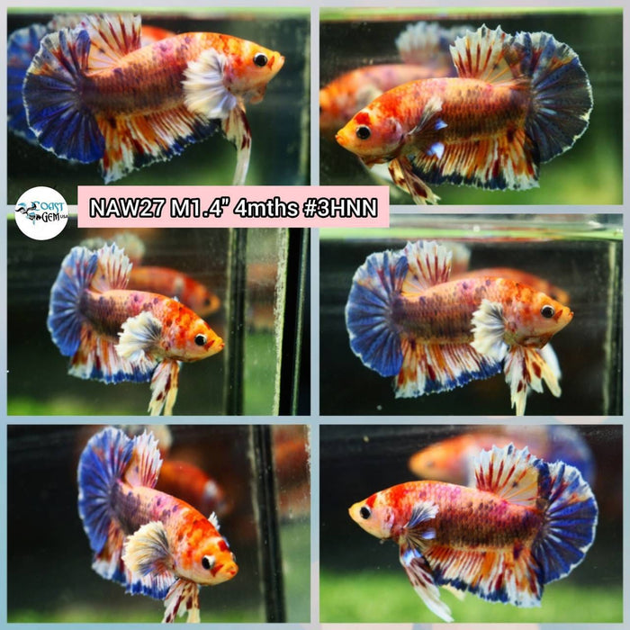 Live Betta Fish Male Plakat High Grade (NAW-027) What you see is what you get!