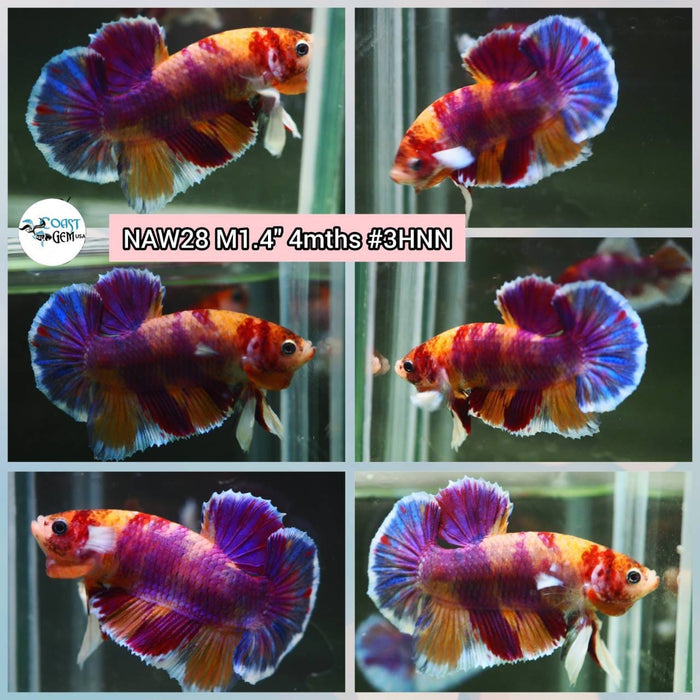 Live Betta Fish Male Plakat High Grade (NAW-028) What you see is what you get!