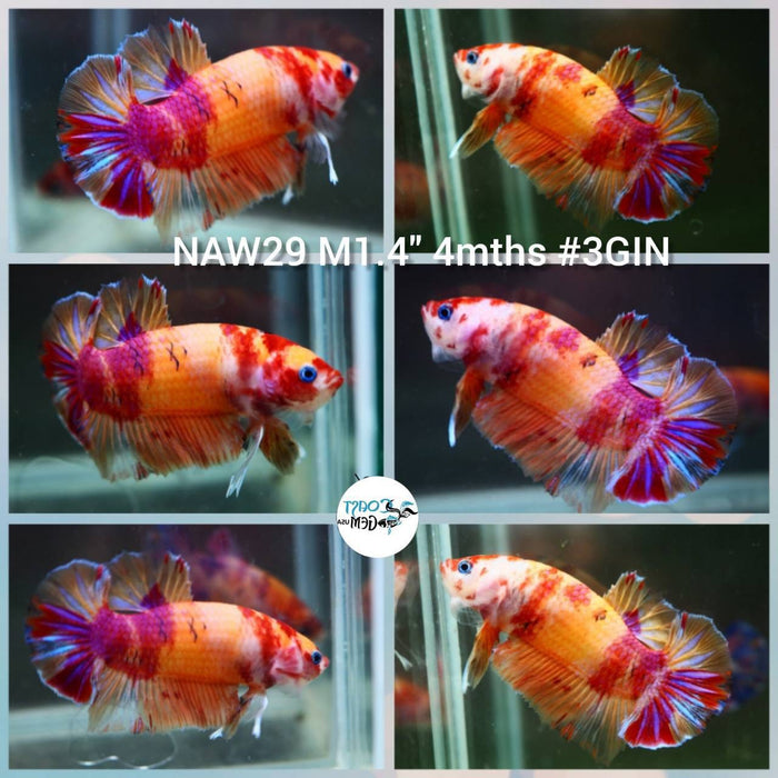 x Live Betta Fish Male Plakat High Grade (NAW-029) What you see is what you get!
