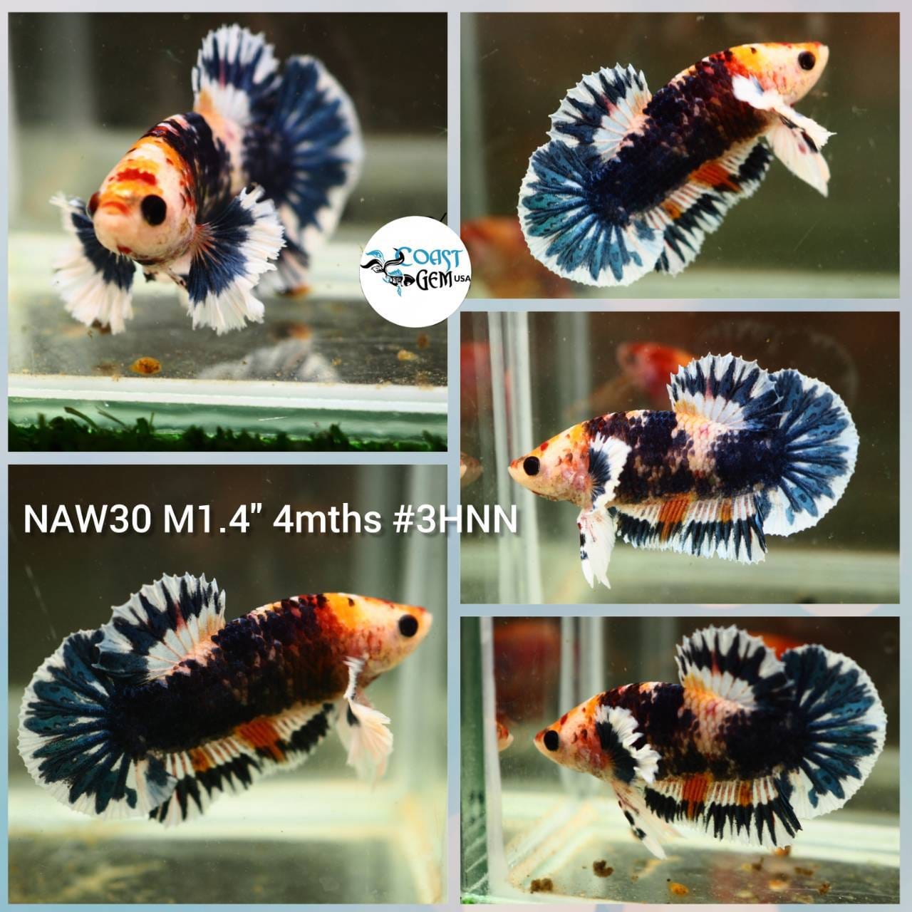 Plakat Male Bettas ''What you see is what you get'' — Coast Gem USA