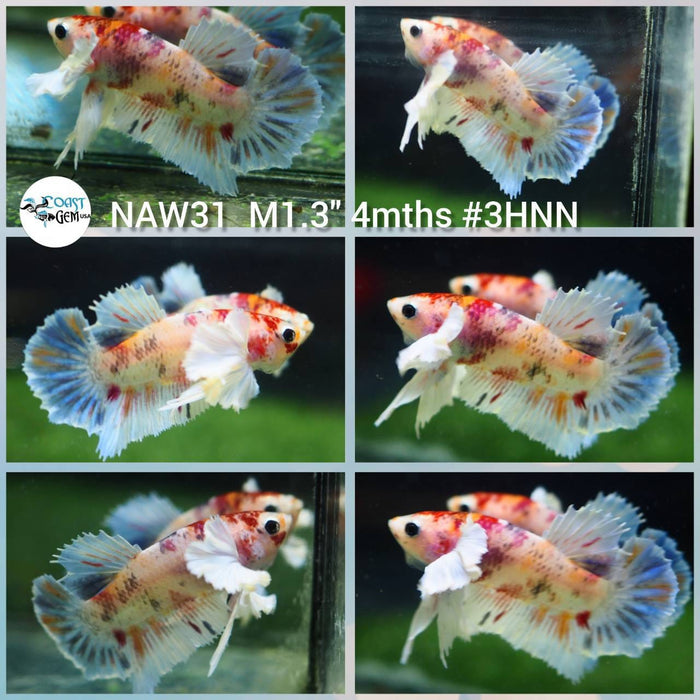 Live Betta Fish Male Plakat High Grade (NAW-031) What you see is what you get!