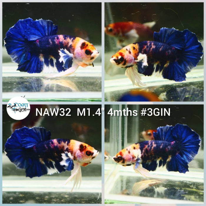 Live Betta Fish Male Plakat High Grade (NAW-032) What you see is what you get!