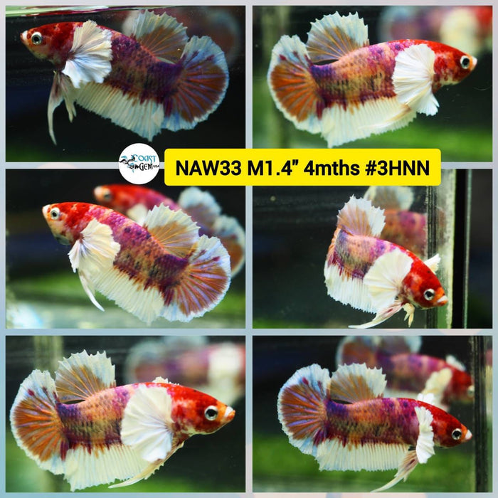 S054 Live Betta Fish Male Plakat High Grade (NAW-033) What you see is what you get!