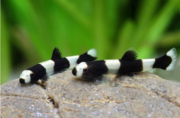 Live Tropical Bottom Feeder Panda Loach (Yaoshania pachychilus) SMALL