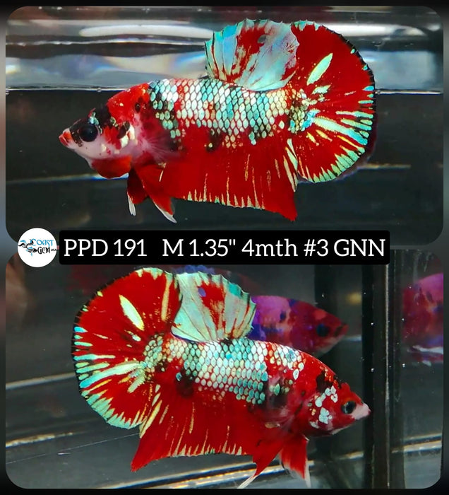 X Live Betta Fish Male Plakat High Grade  Red Galaxy Koi Galaxy (PPD-191) What you see is what you get!