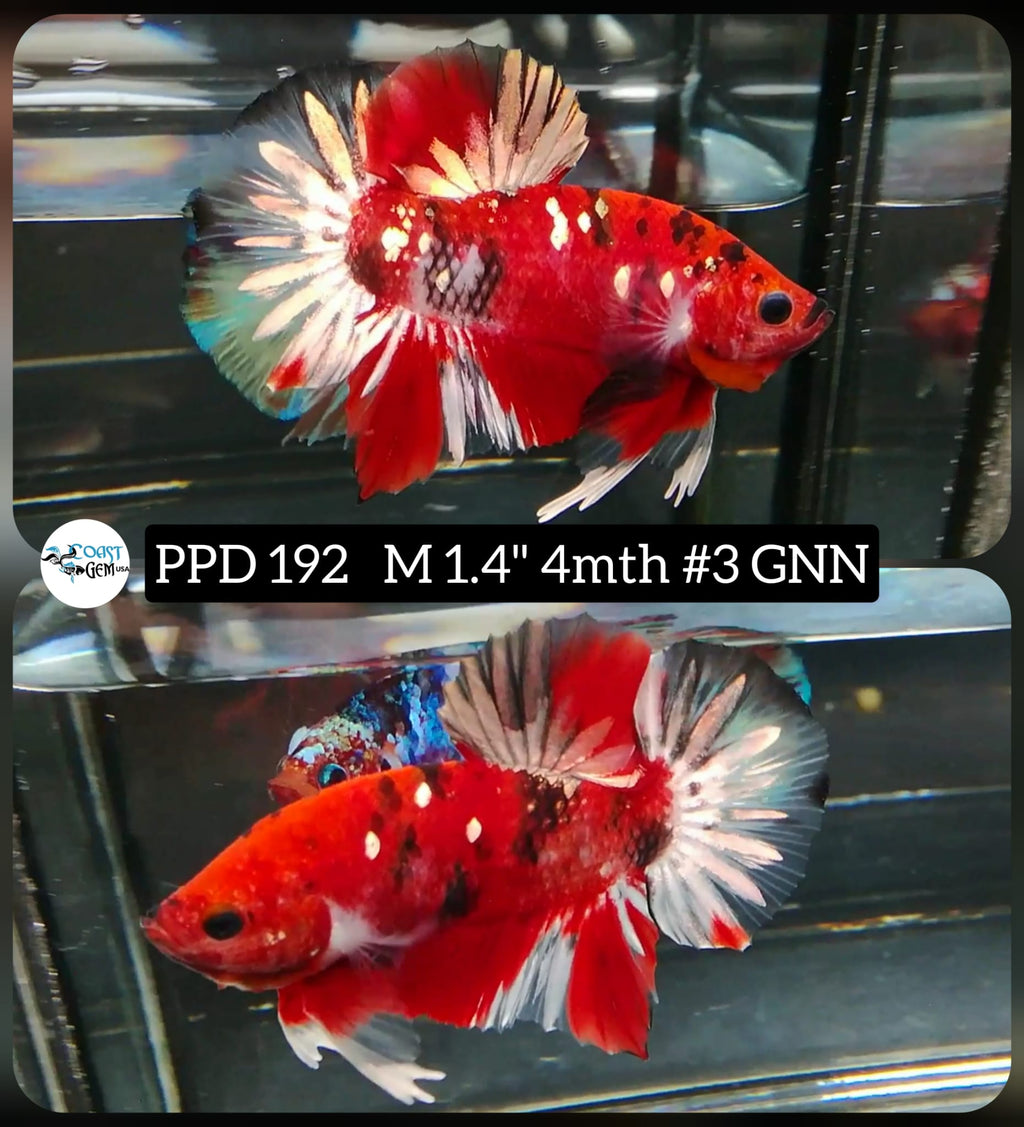 Plakat Male Bettas ''What you see is what you get'' — Coast Gem USA