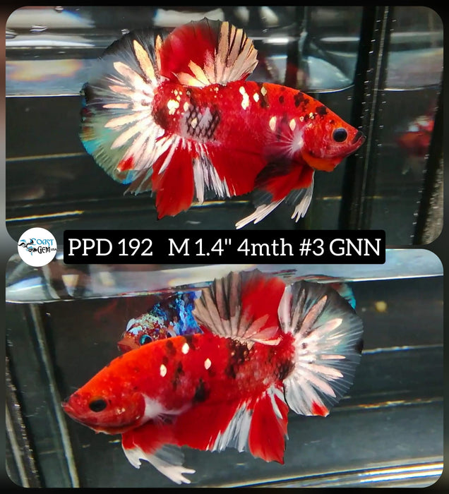 x Live Betta Fish Male Plakat High Grade  Red Koi Galaxy (PPD-192) What you see is what you get!