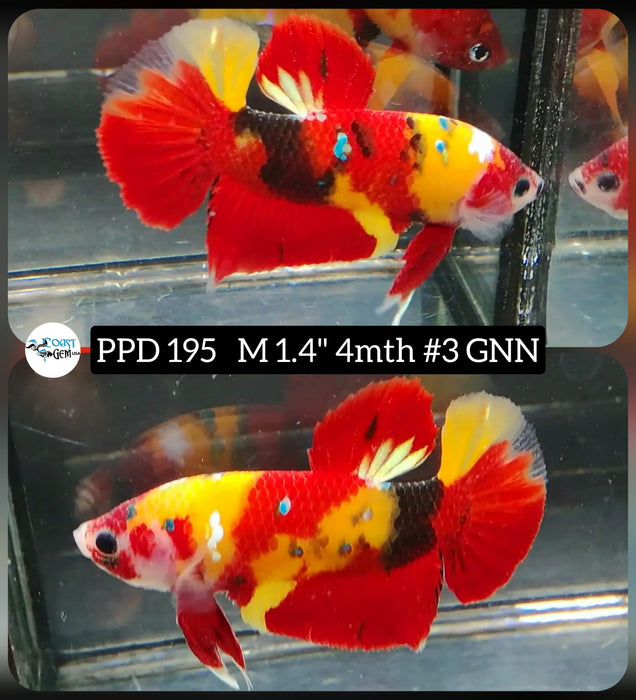Live Betta Fish Male Plakat High Grade Yellow Red Nemo Fancy (PPD-195) What you see is what you get!