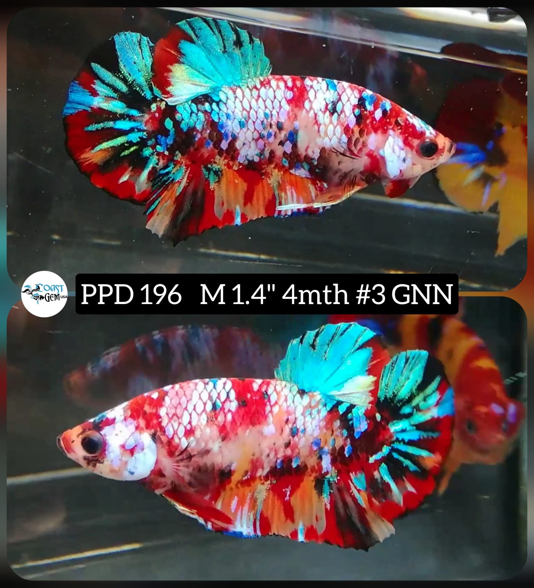 Plakat Male Bettas ''What you see is what you get'' — Coast Gem USA