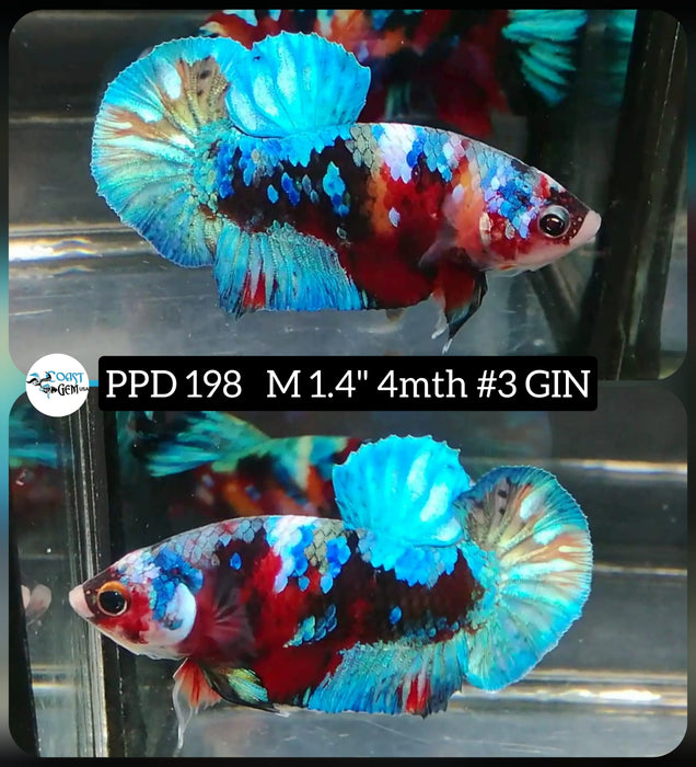 Live Betta Fish Male Plakat High Grade Blue Metallic Fancy (PPD-198) What you see is what you get!