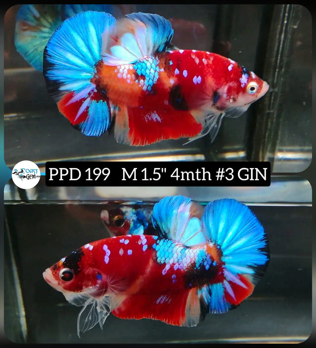 X Live Betta Fish Male Plakat High Grade Red Nemo Fancy Blue Tail (PPD-199) What you see is what you get!