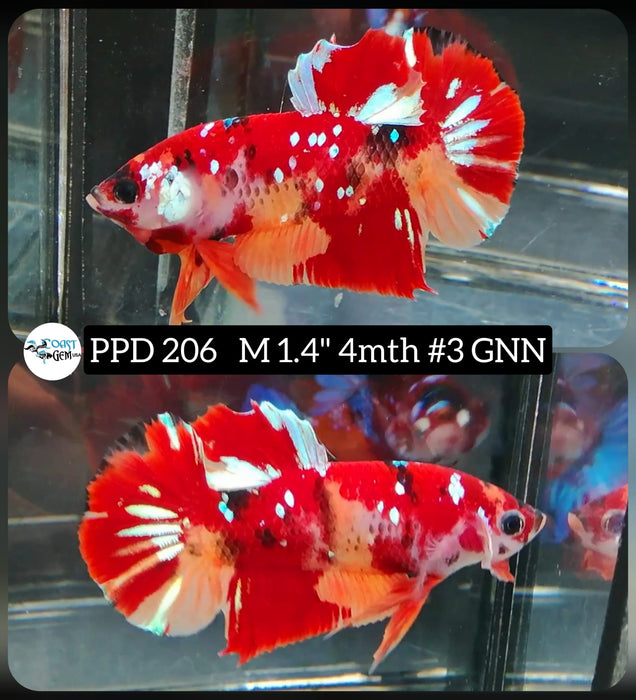Live Betta Fish Male Plakat High Grade  Red Koi Galaxy (PPD-206) What you see is what you get!