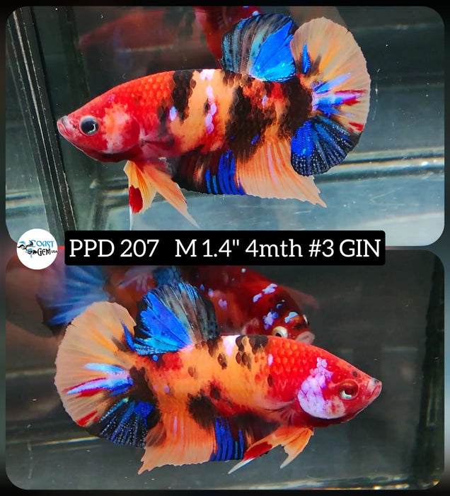 Live Betta Fish Male Plakat High Grade Nemo Galaxy (PPD-207) What you see is what you get!