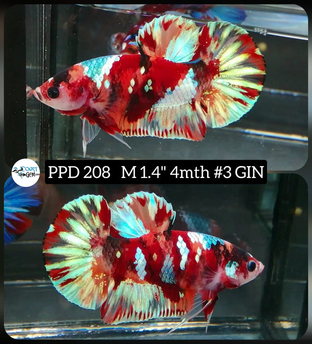 X Live Betta Fish Male Plakat High Grade White Nemo Galaxy (PPD-208) What you see is what you get!