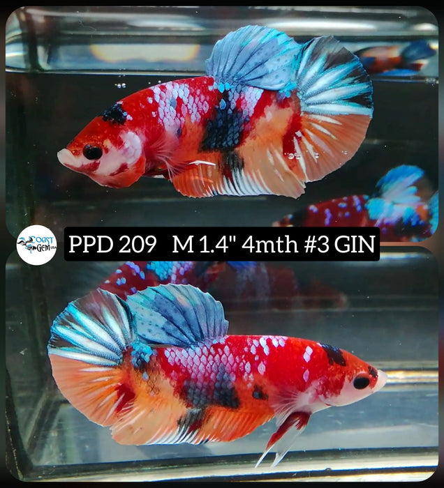 Live Betta Fish Male Plakat High Grade Nemo Galaxy Fancy (PPD-209) What you see is what you get!