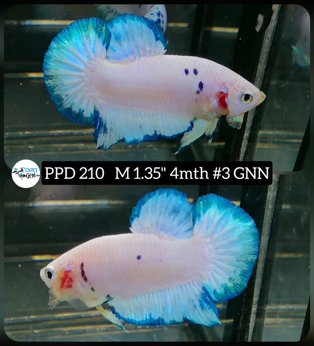 Live Betta Fish Male Plakat High Grade Blue Koi (PPD-210) What you see is what you get!