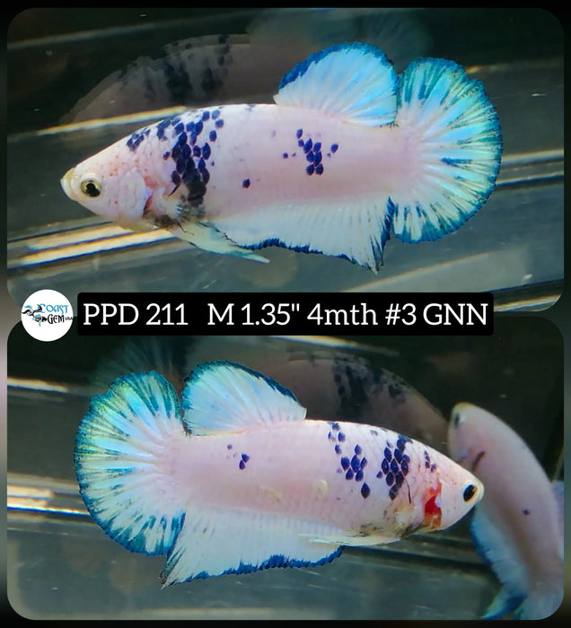 Live Betta Fish Male Plakat High Grade Yellow Koi (PPD-211) What you see is what you get!